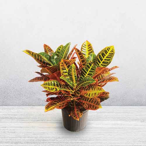 Croton Plant