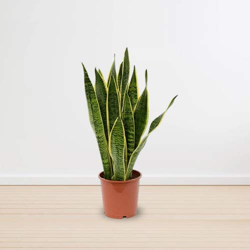 Sansevieria Plant