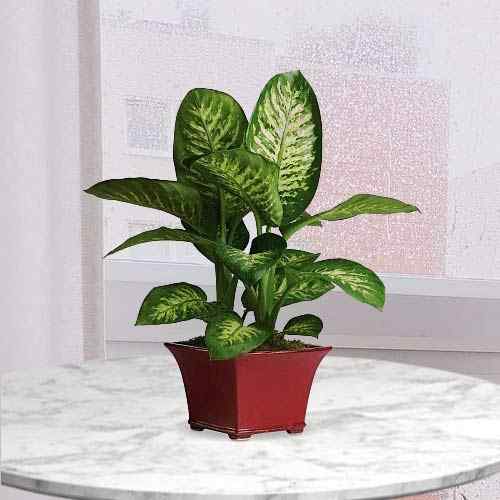 Dieffenbachia Plant