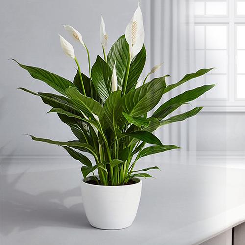 Spathifilium Plant