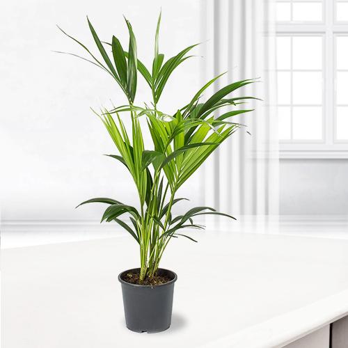 Kenthia Plant