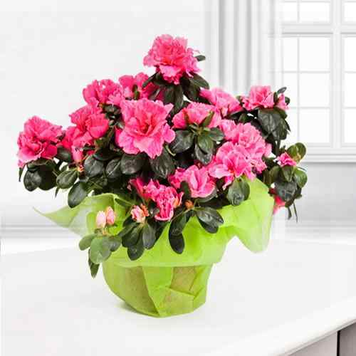 Pink Azalea Plant