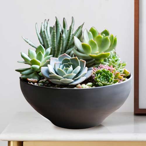 Succulent Plants