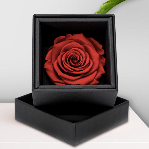 Preserved Red Rose In A Box