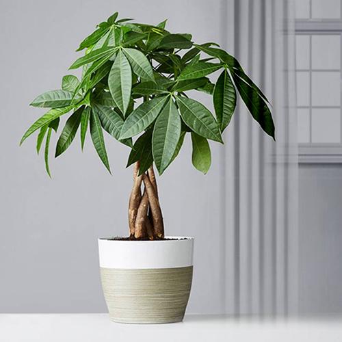 Pakira Plant