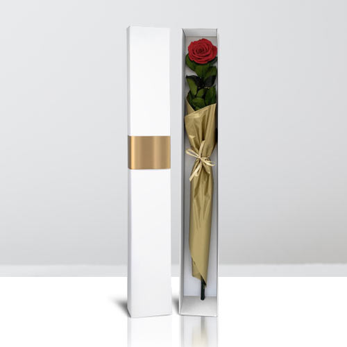 Long Stem Preserved Rose