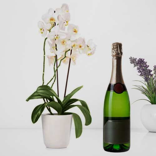 Orchid And Champagne