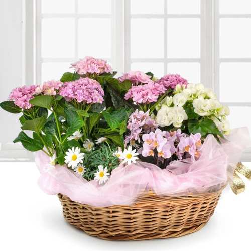 Blossom Basket Of Joy