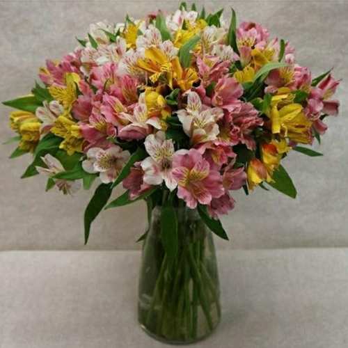 Alstromeria Delight