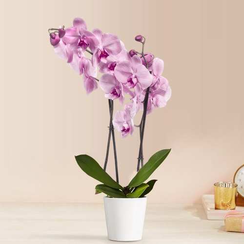 Chic Charm Pink Phalaenopsis