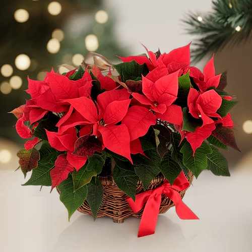 Festive Red Poinsettia Arrangement