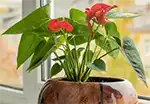 Live Plants